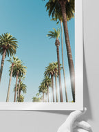 Palms - Art Print