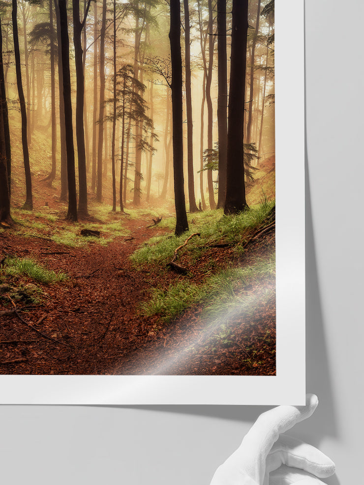Güneşli Orman - Art Print