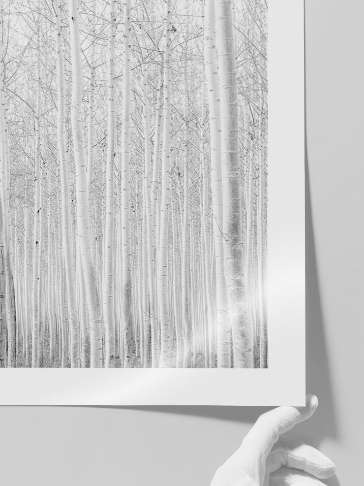 Beyaz Orman - Art Print  Poster