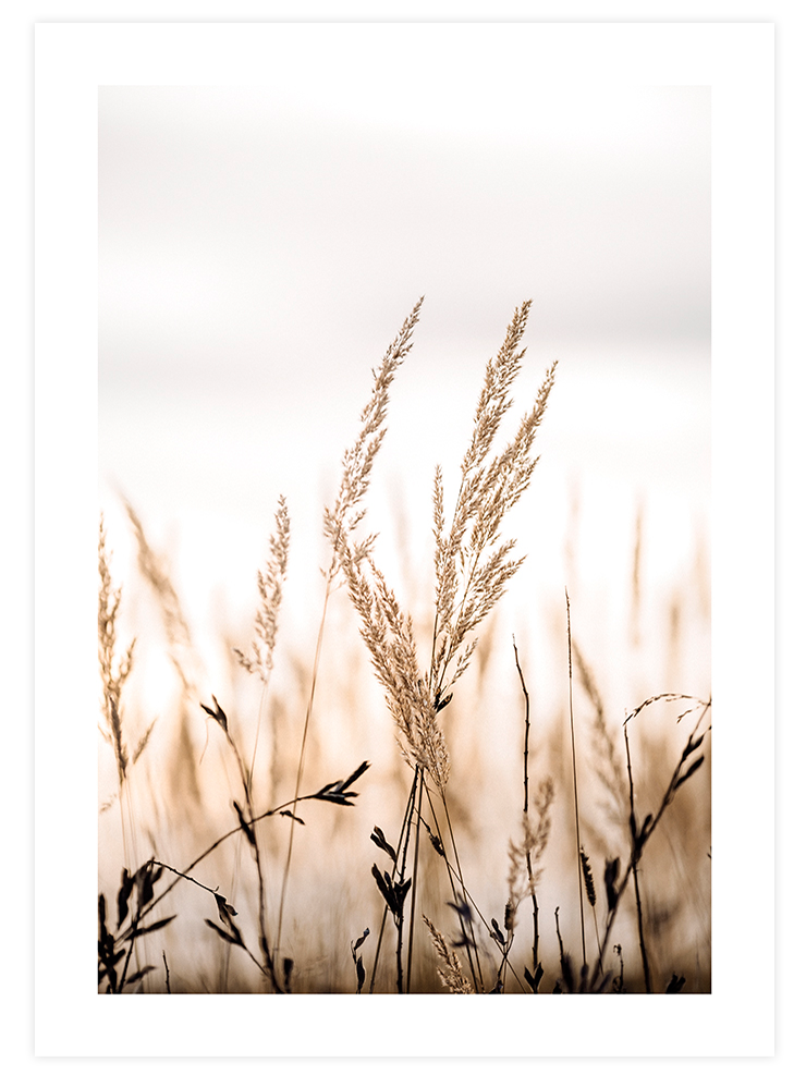 Golden Reed - Art Print