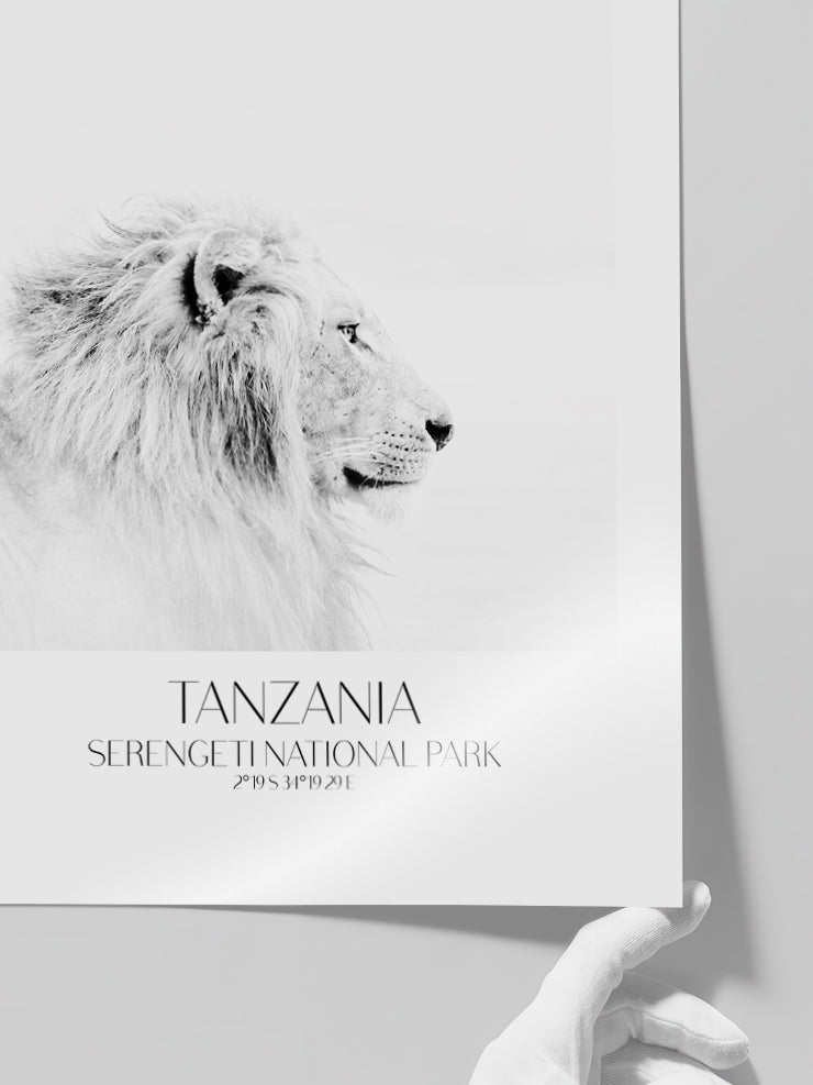 Lion D'afrique - Art Print  Poster