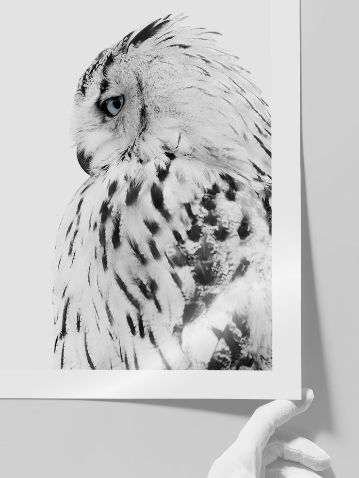 Mavi Gözlü Baykuş - Art Print