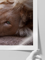 Mavi Gözlü Aslan - Art Print