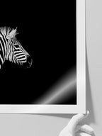 Zebra - Art Print