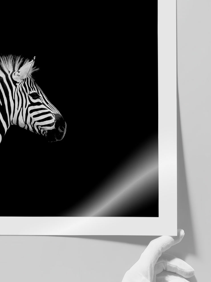Zebra - Art Print