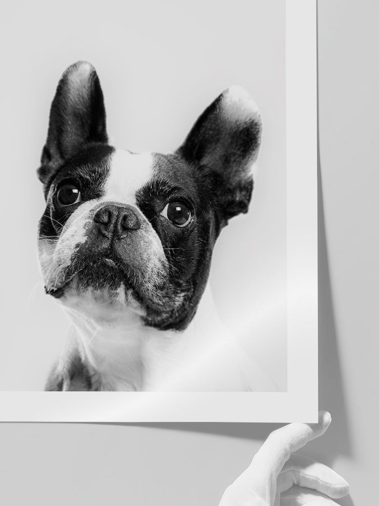 Fransız Bulldog - Art Print  Poster
