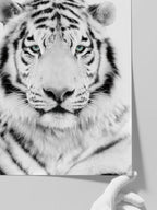 Beyaz Kaplan - Art Print