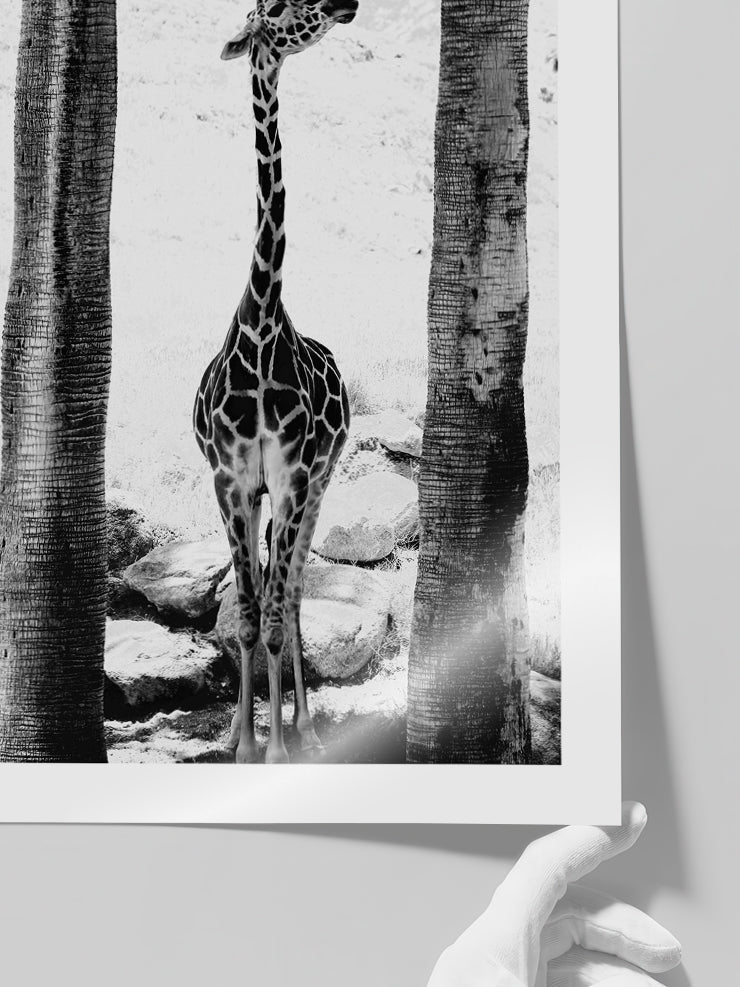 La Petite Girafe - Art Print  Poster