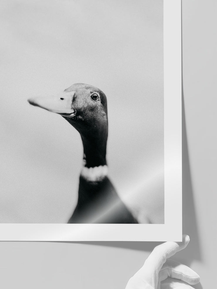 Lucky Duck - Art Print  Poster