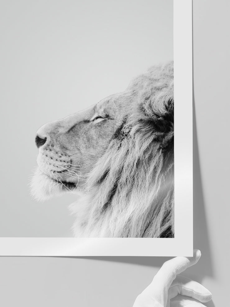 Aslan Profili - Art Print  Poster