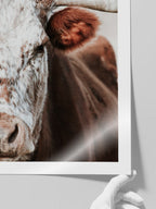 The Cow - Art Print