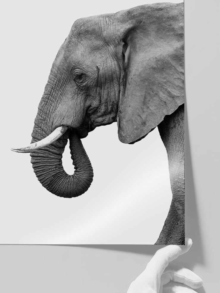 Fil - Art Print  Poster