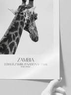 Girafe D'afrique - Art Print