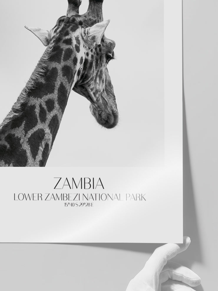 Girafe D'afrique - Art Print