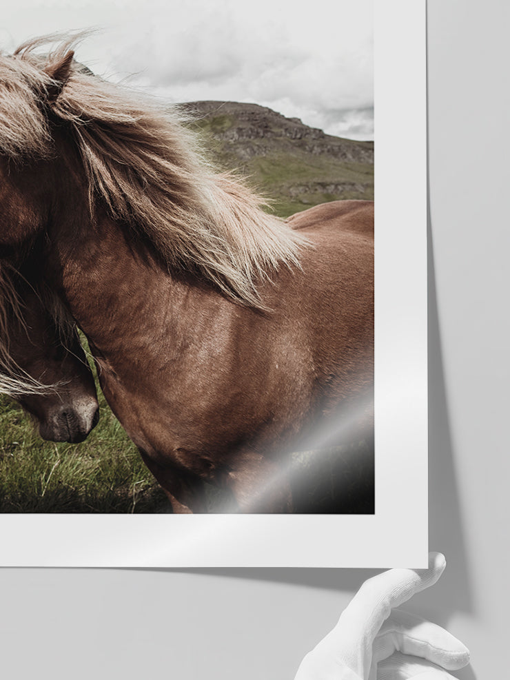 At Çifti - Art Print