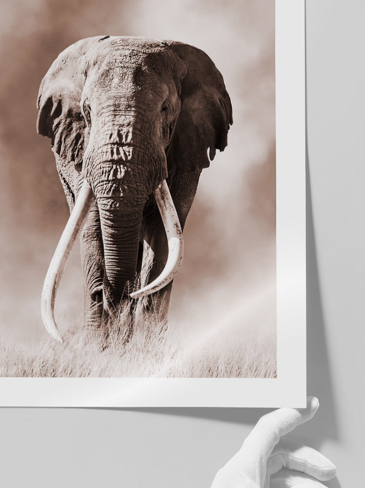 Ivoire - Art Print  Poster