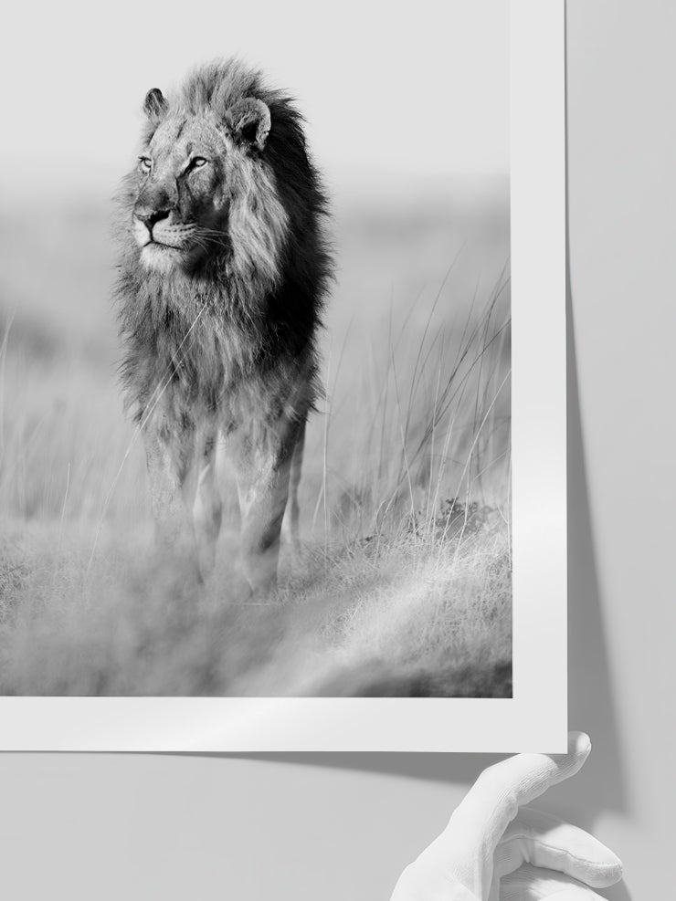 Lion - Art Print  Poster