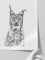 Beautiful Lynx - Art Print