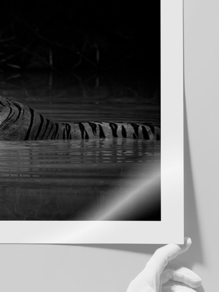 Bengal Kaplanı - Art Print