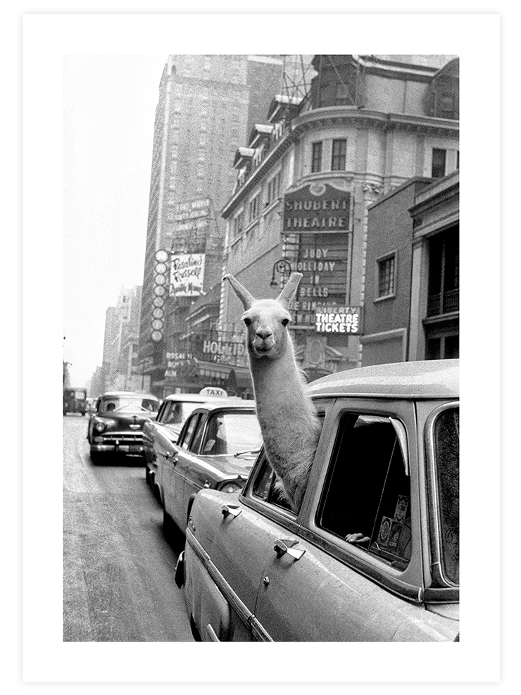 İkonik Lama - Art Print Ürün ana görseli