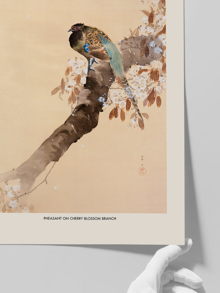 Ohara Koson Pheasant On A Cherry Blossom Branch - Art Print  Poster