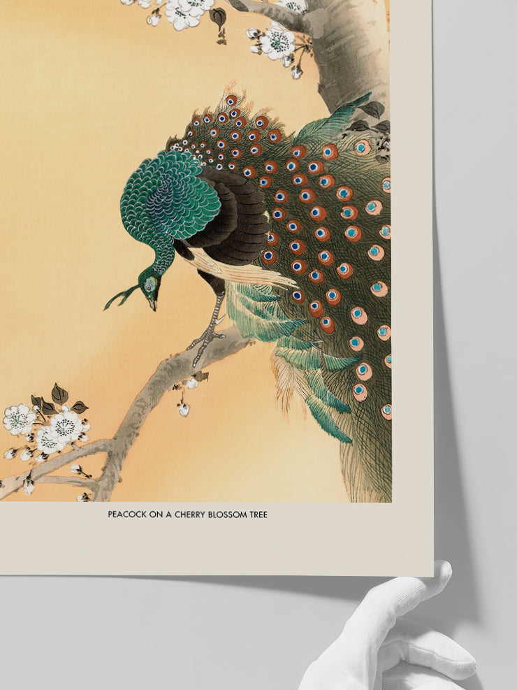 Ohara Koson Peacock On A Cherry Blossom Tree - Art Print
