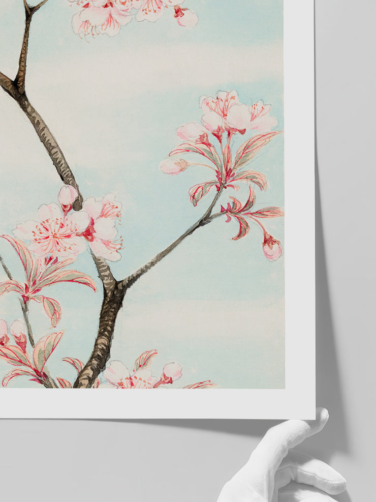 Sakura Cherry - Art Print
