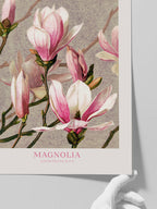 Magnolia - Art Print