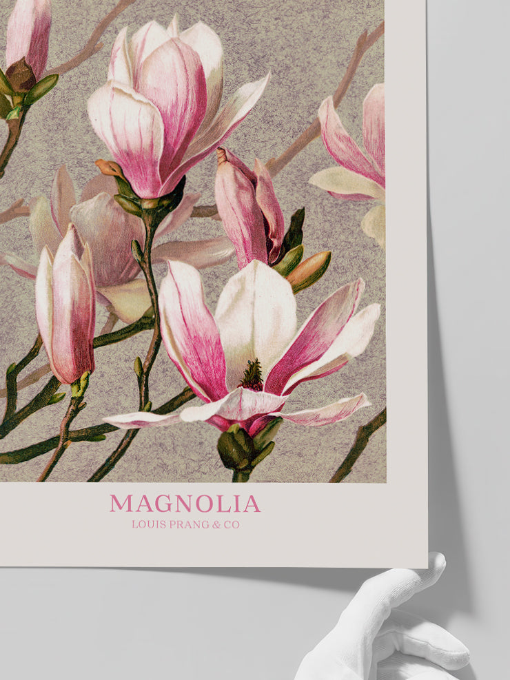 Magnolia - Art Print  Poster