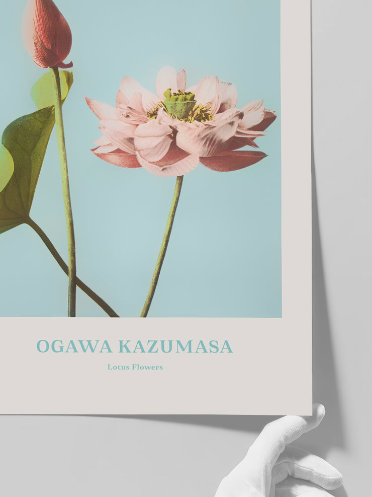 Ogawa Kazumasa Lotus Flowers - Art Print  Poster
