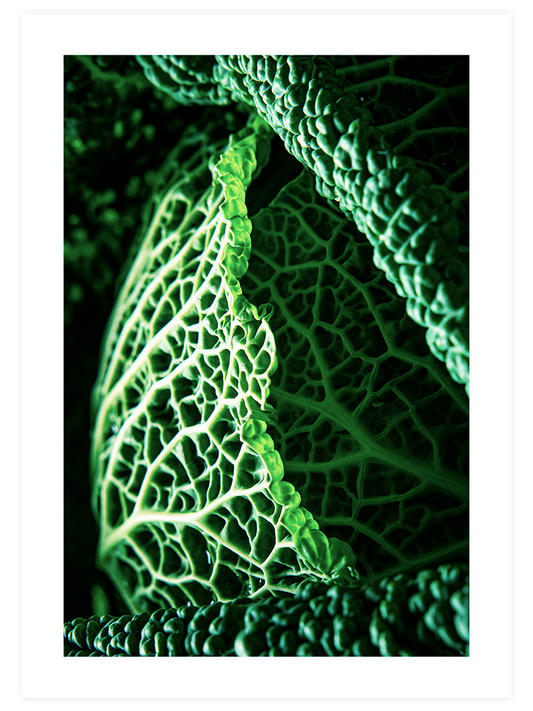 Green Cabbage Leaves - Art Print