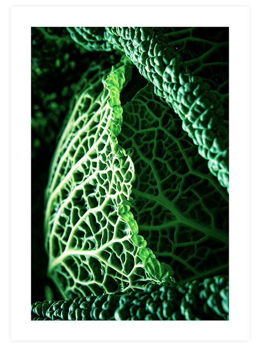 Green Cabbage Leaves Poster - Giclée Baskı