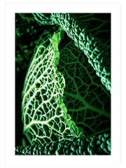 Green Cabbage Leaves Poster - Giclée Baskı