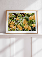 Abundance Of Lemons - Art Print
