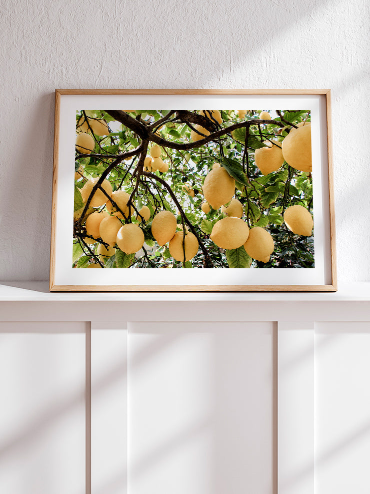 Abundance Of Lemons - Art Print  Poster