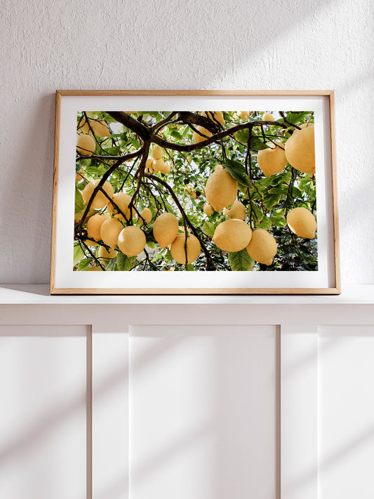 Abundance Of Lemons Poster - Giclée Baskı