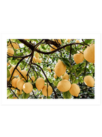 Abundance Of Lemons - Art Print