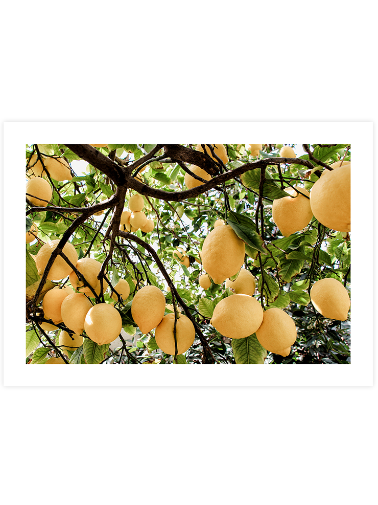 Abundance Of Lemons - Art Print