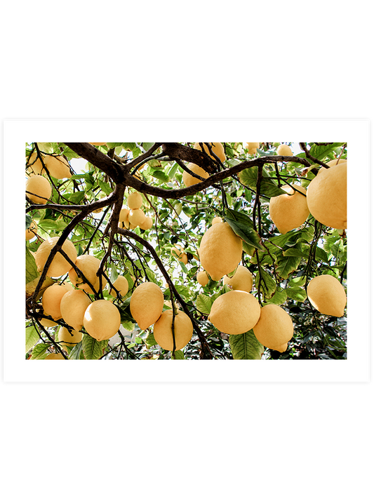Abundance Of Lemons Poster - Giclée Baskı