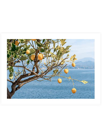 Deniz Manzaralı Limon Ağacı - Art Print