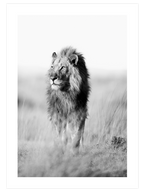 Lion - Art Print