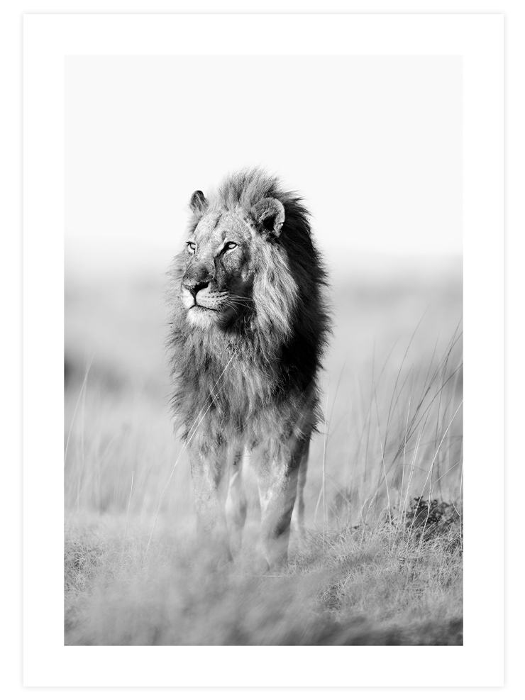 Lion - Art Print Fotoğraflar Poster