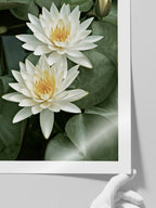 Les Lotus - Art Print