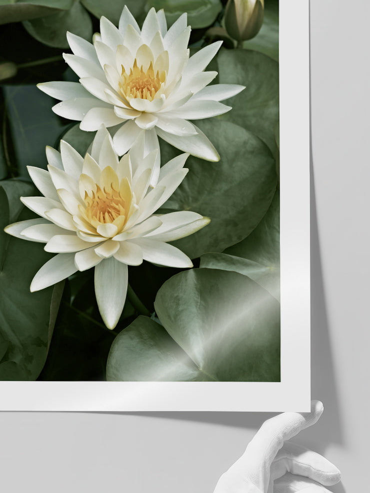 Les Lotus - Art Print