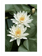 Les Lotus - Art Print