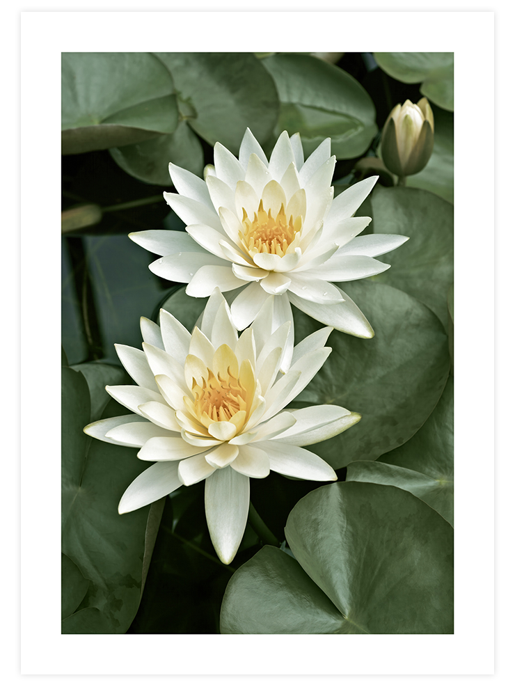 Lotus Çiçekleri - Poster Seti Ürün ikincil görseli