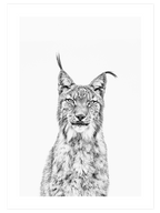 Beautiful Lynx - Art Print