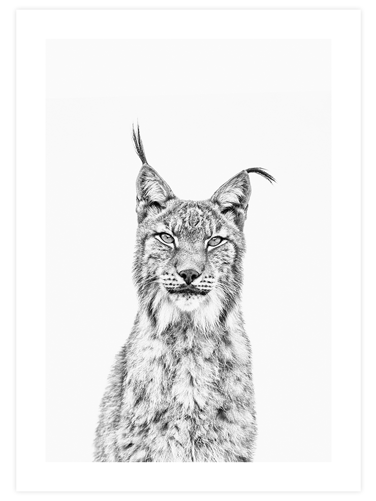 Beautiful Lynx - Art Print