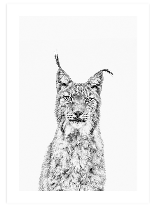 Beautiful Lynx Poster - Giclée Baskı