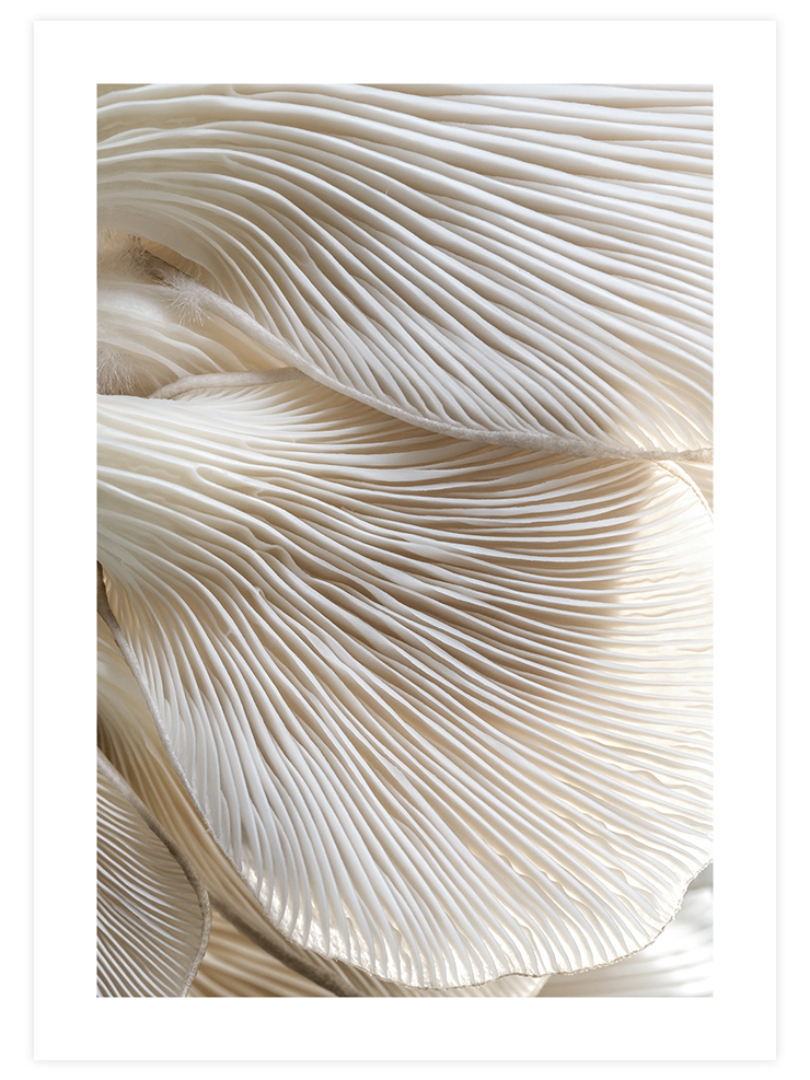 Makro Mantar - Art Print Ürün ana görseli